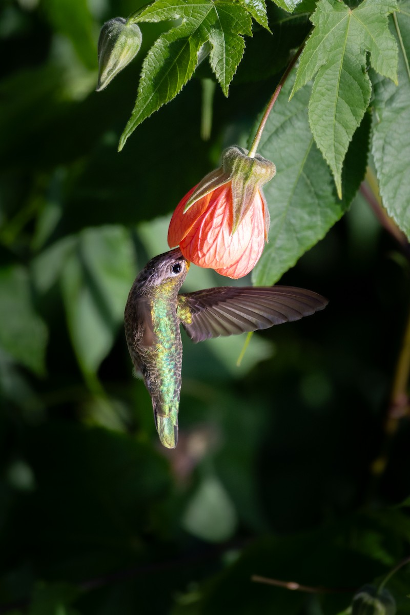 Anna's Hummingbird - ML646752280