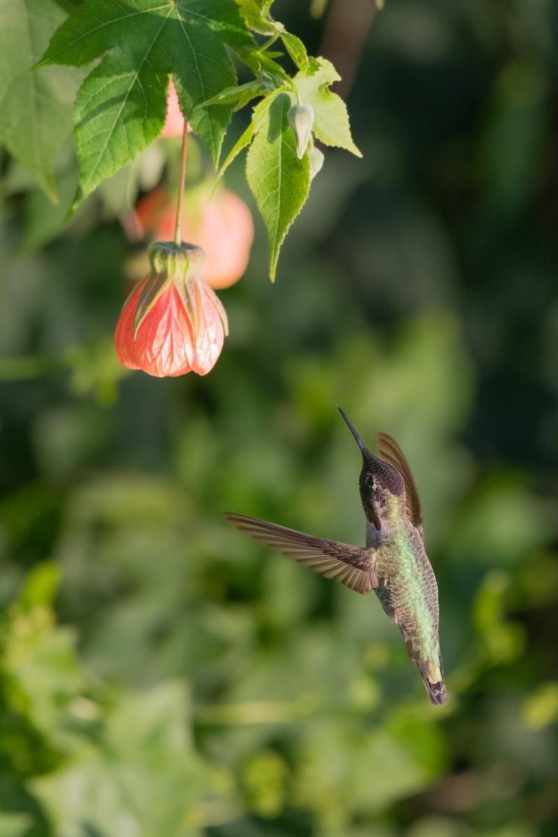 Anna's Hummingbird - ML646752281