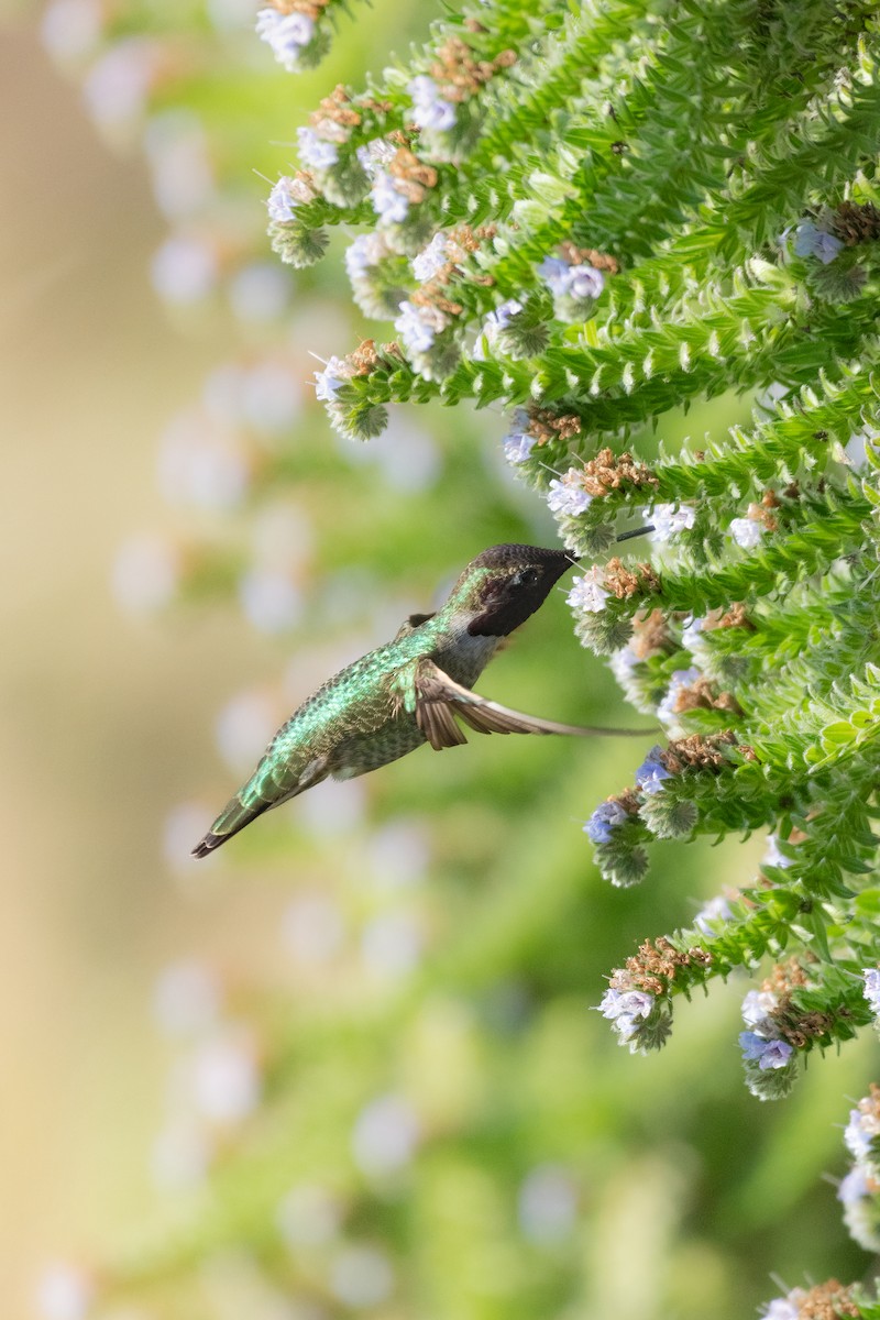 Anna's Hummingbird - ML646752282
