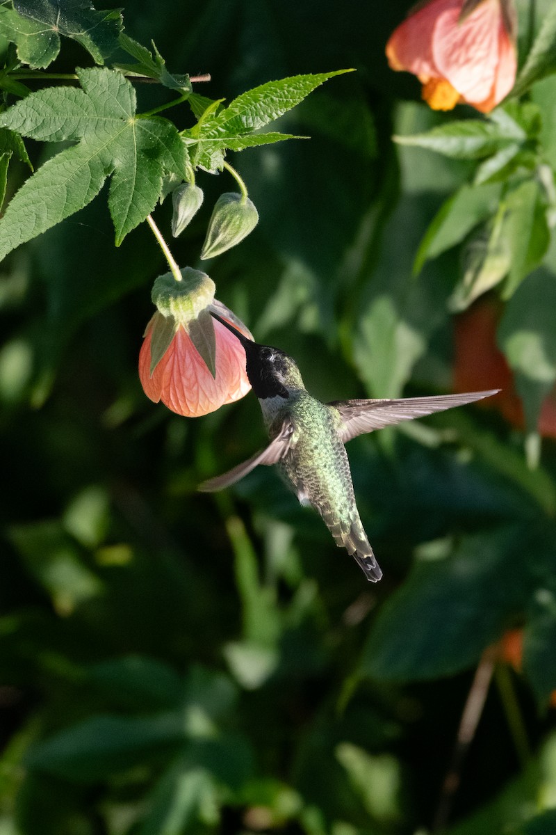 Anna's Hummingbird - ML646752283