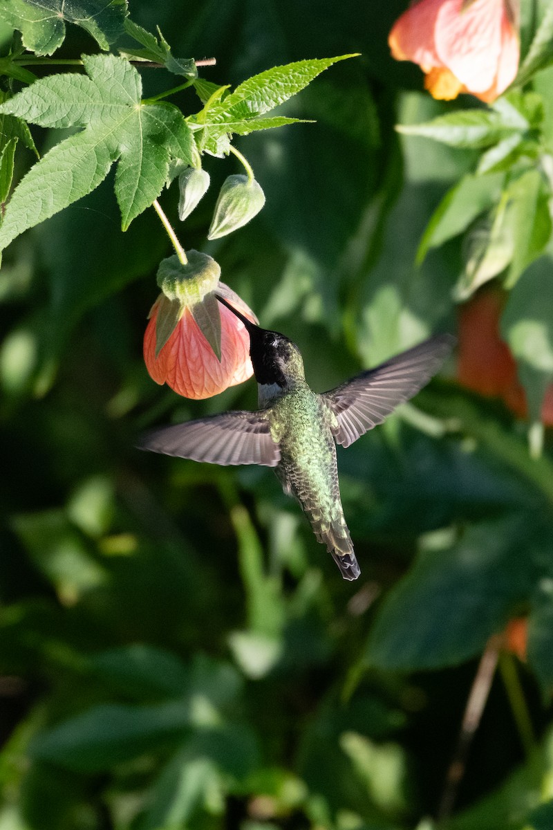 Anna's Hummingbird - ML646752284