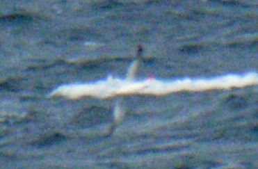 Northern Gannet - ML646752285