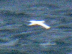 Northern Gannet - ML646752286