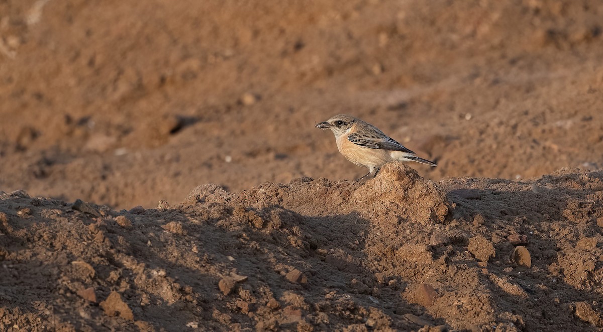 Siberian Stonechat (Caspian) - ML646752289