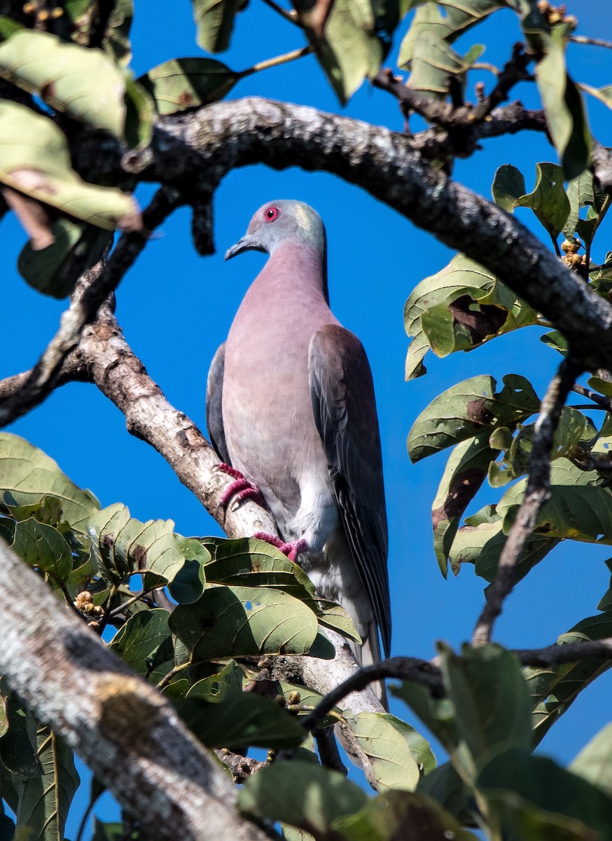 ムラサキバト - ML646752290