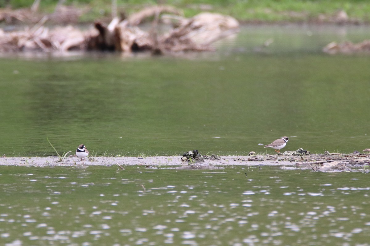 Semipalmated Plover - ML646752291