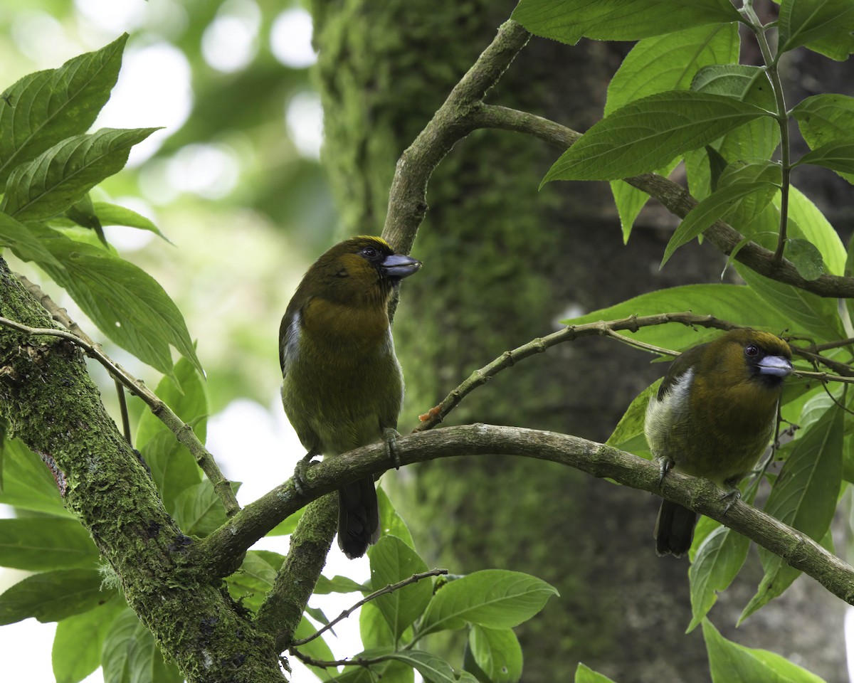 klonebbskjeggfugl - ML646752296