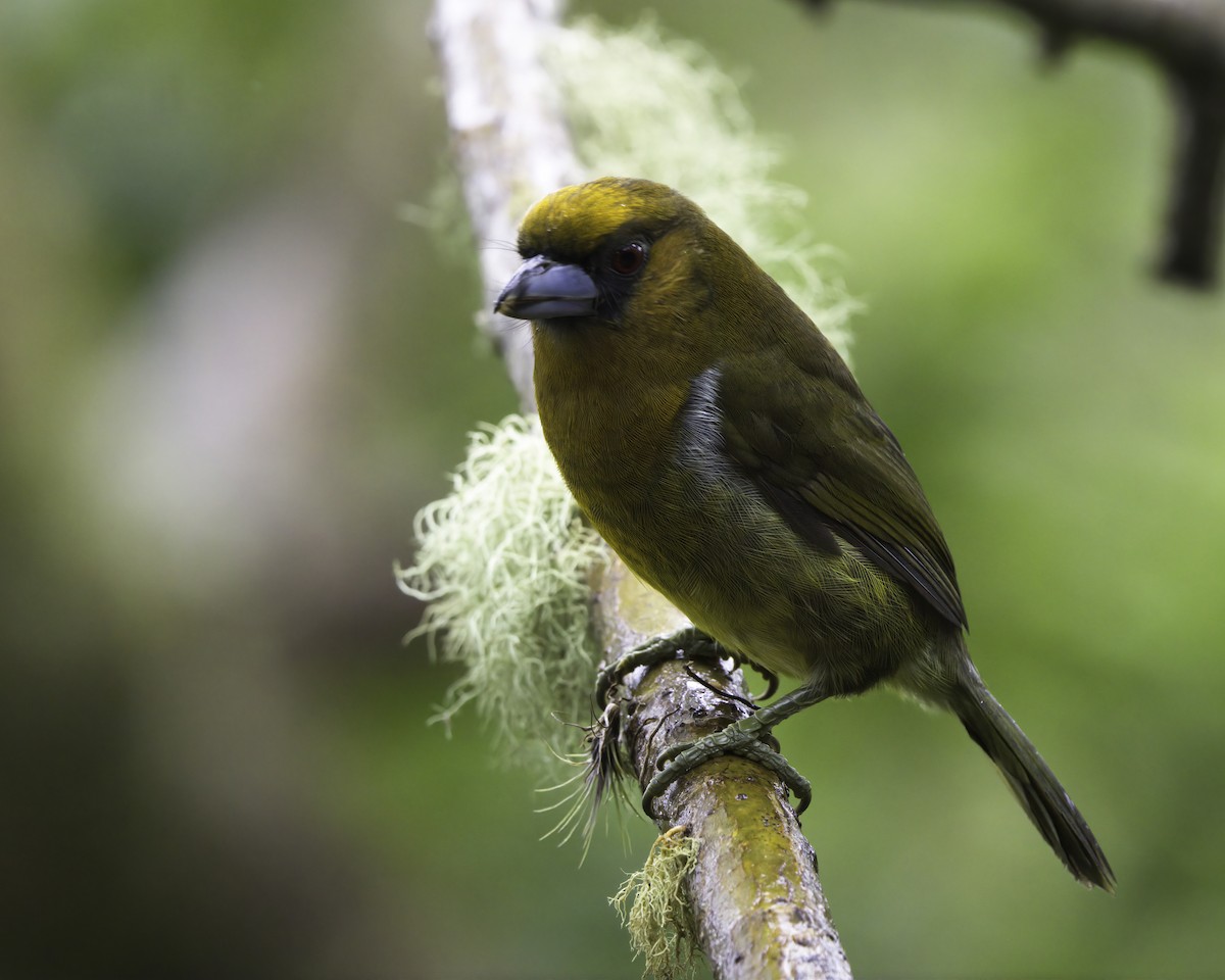 klonebbskjeggfugl - ML646752297