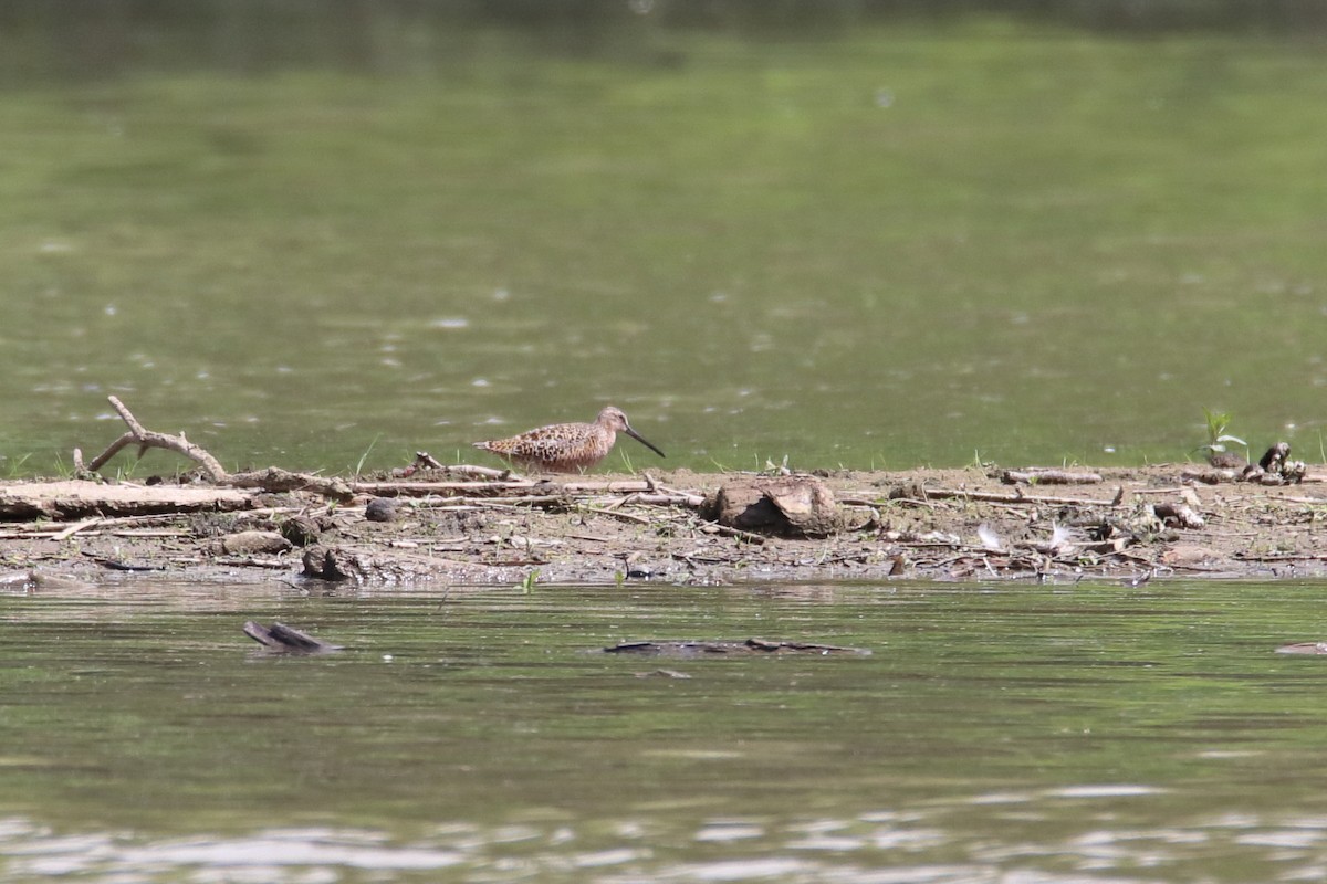 Short-billed Dowitcher - ML646752302