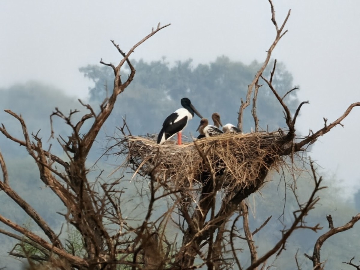 セイタカコウ - ML646752305