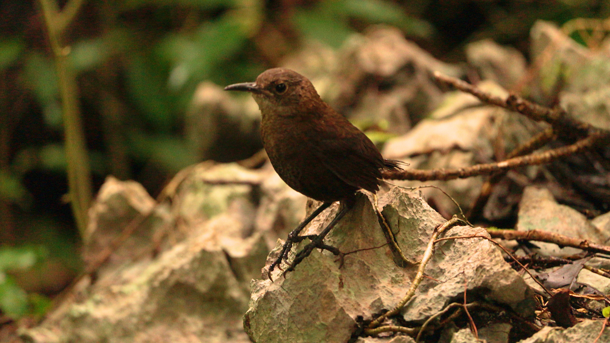 Cucarachero de Nava - ML646752307