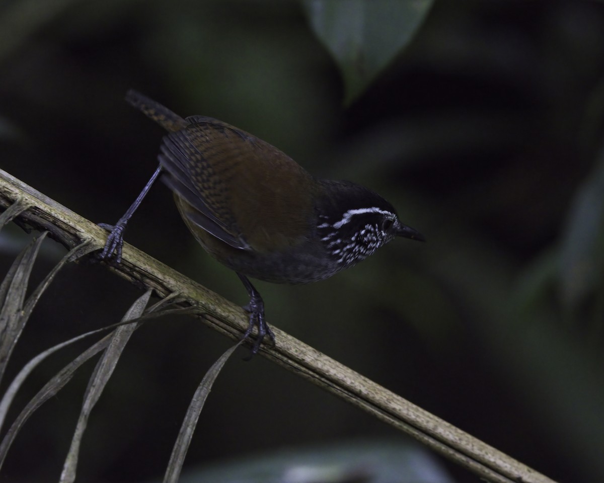 gråbrystskogsmett - ML646752309