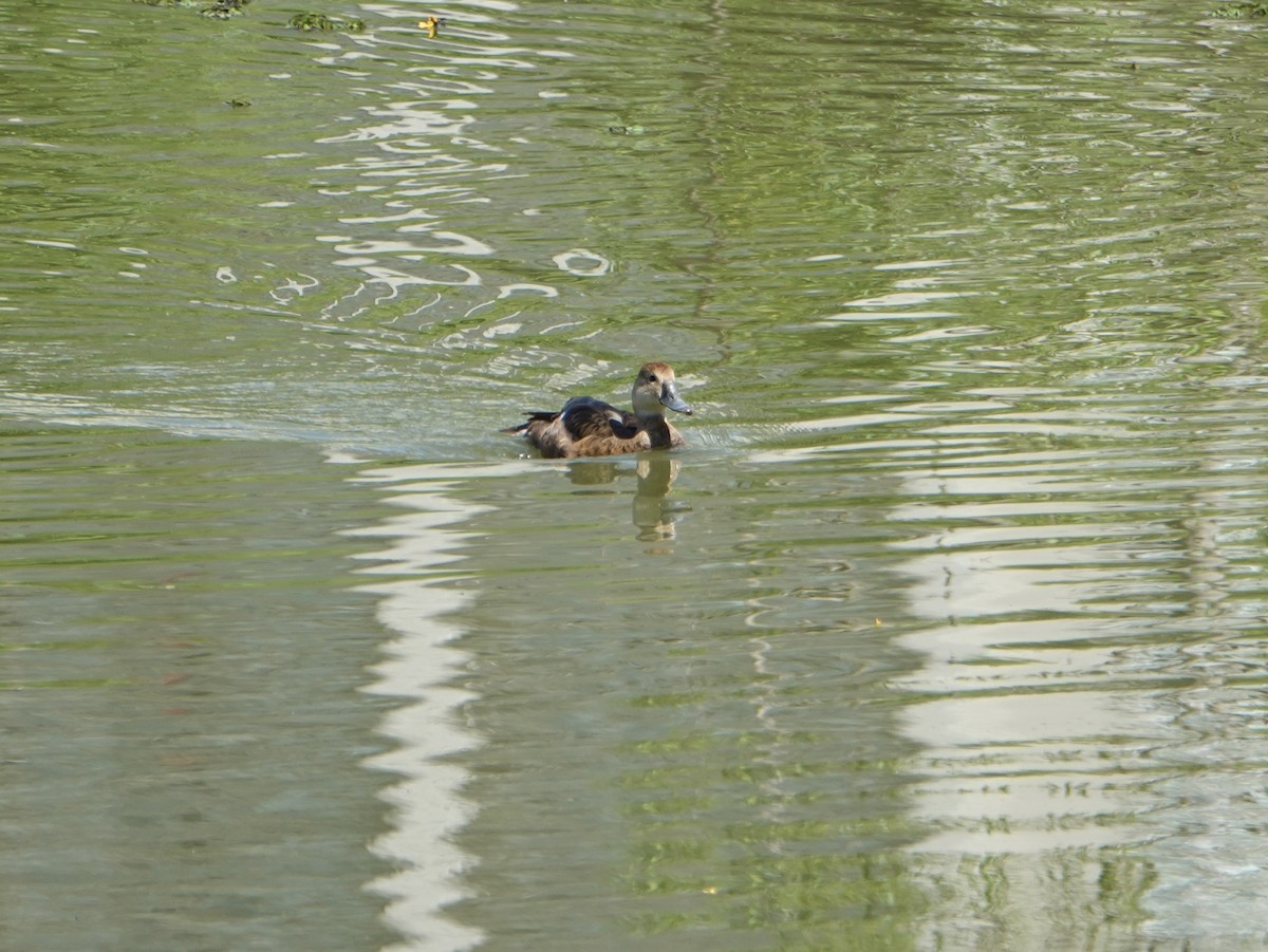 Rosy-billed Pochard - ML646752311