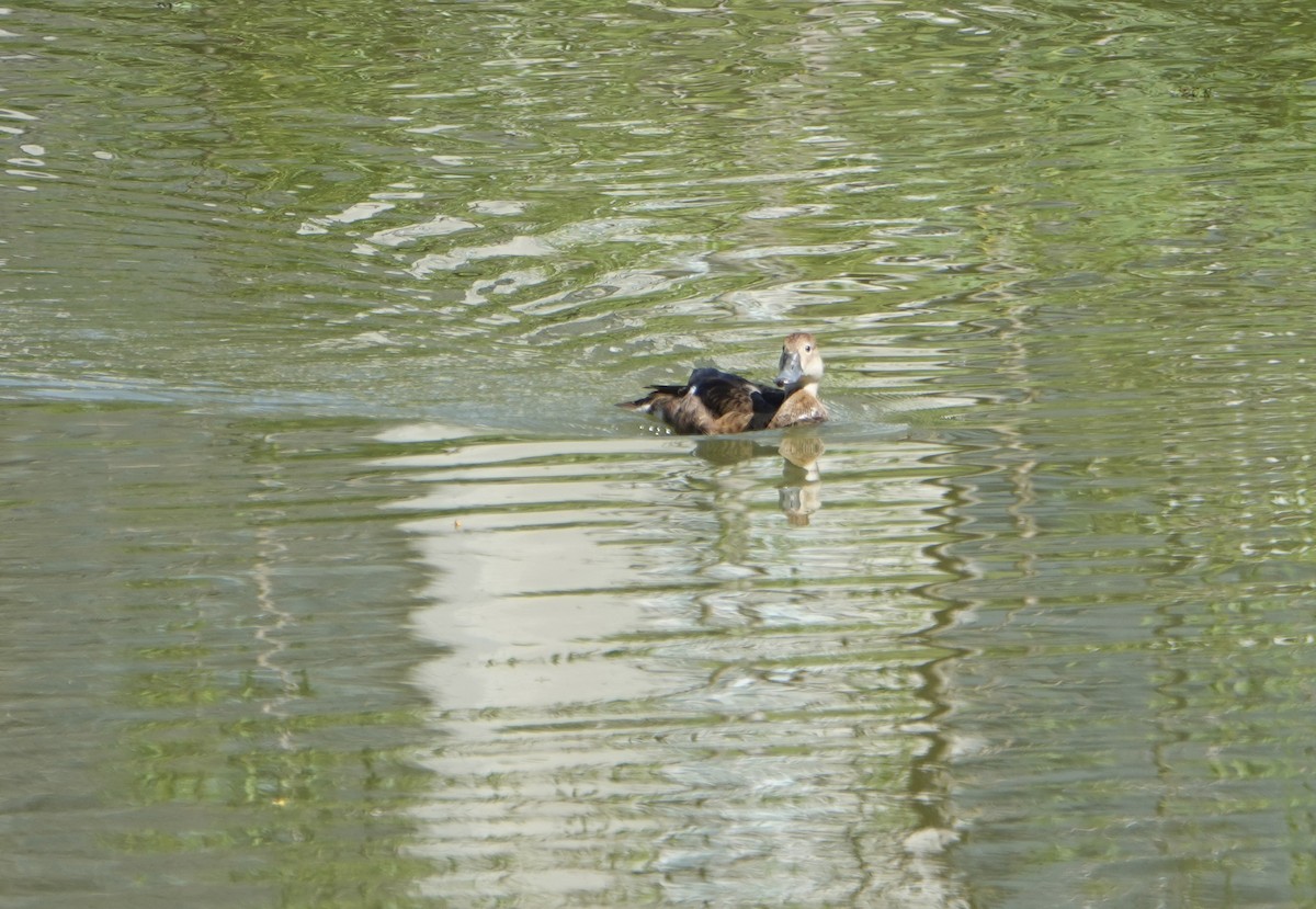 Rosy-billed Pochard - ML646752312