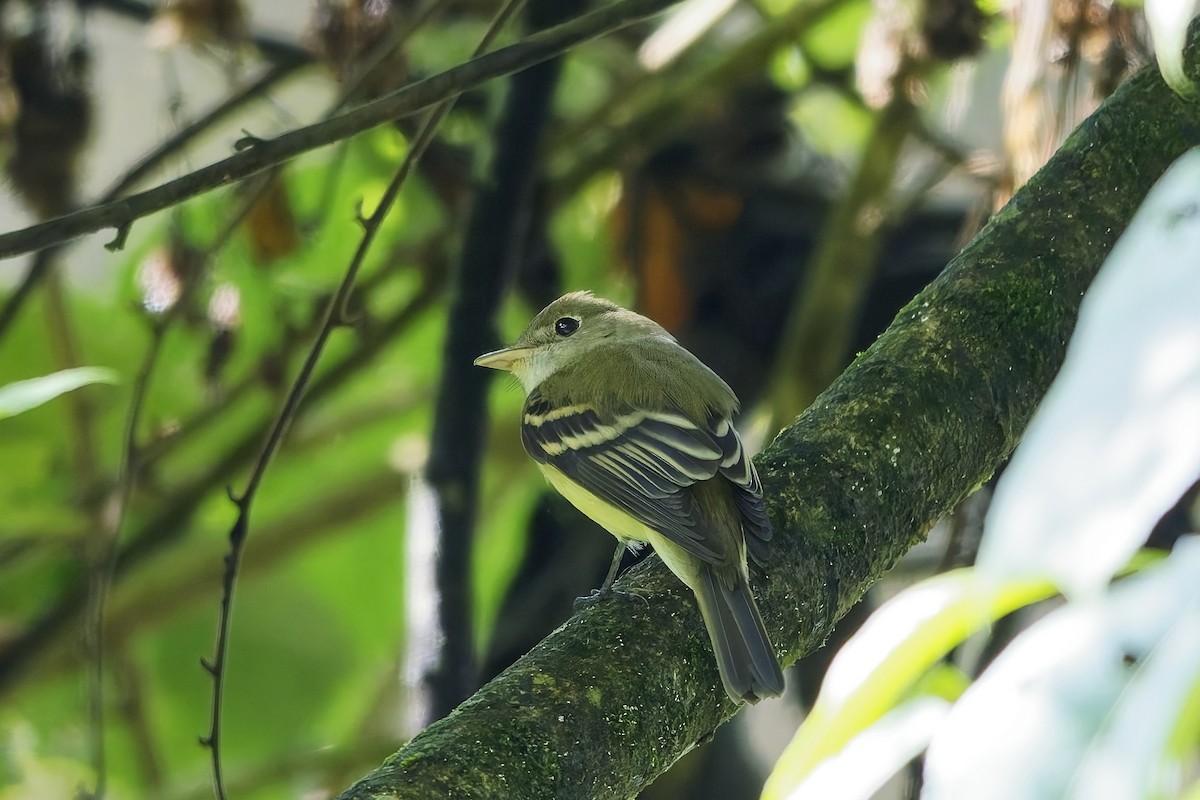 tyranovec zelenavý - ML646752313