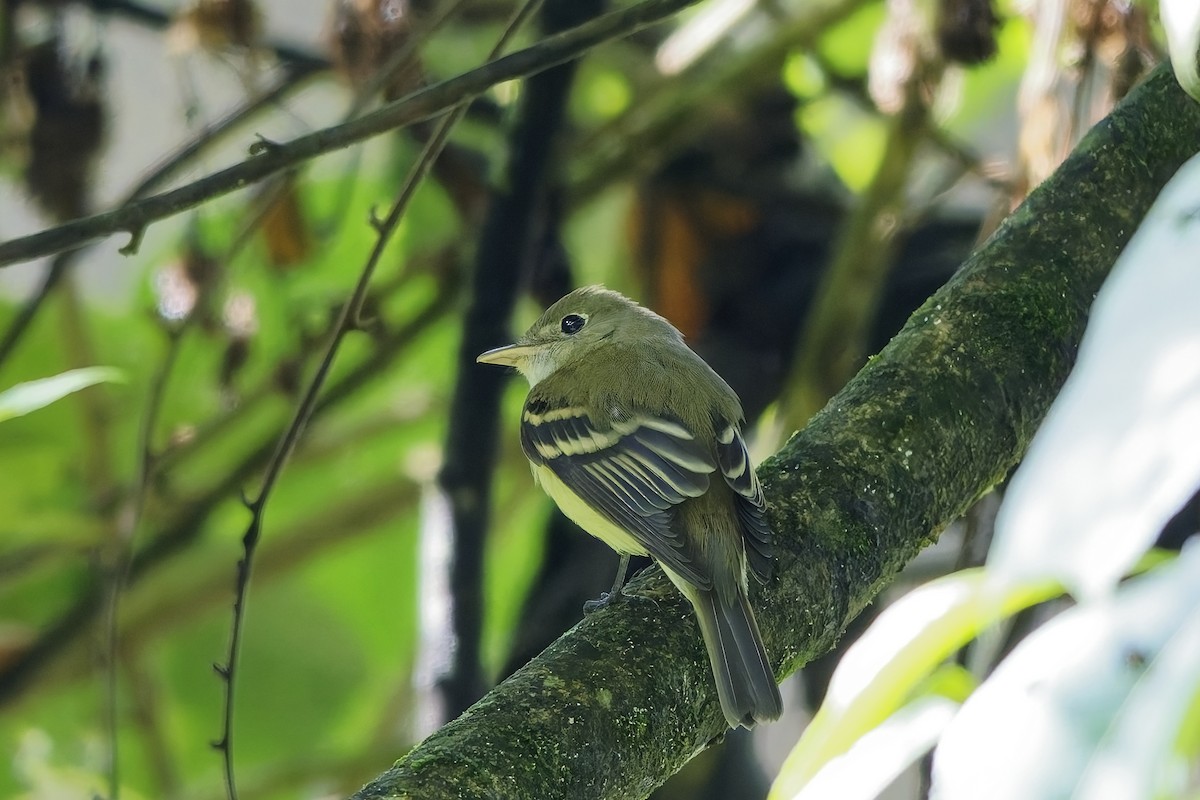 tyranovec zelenavý - ML646752314