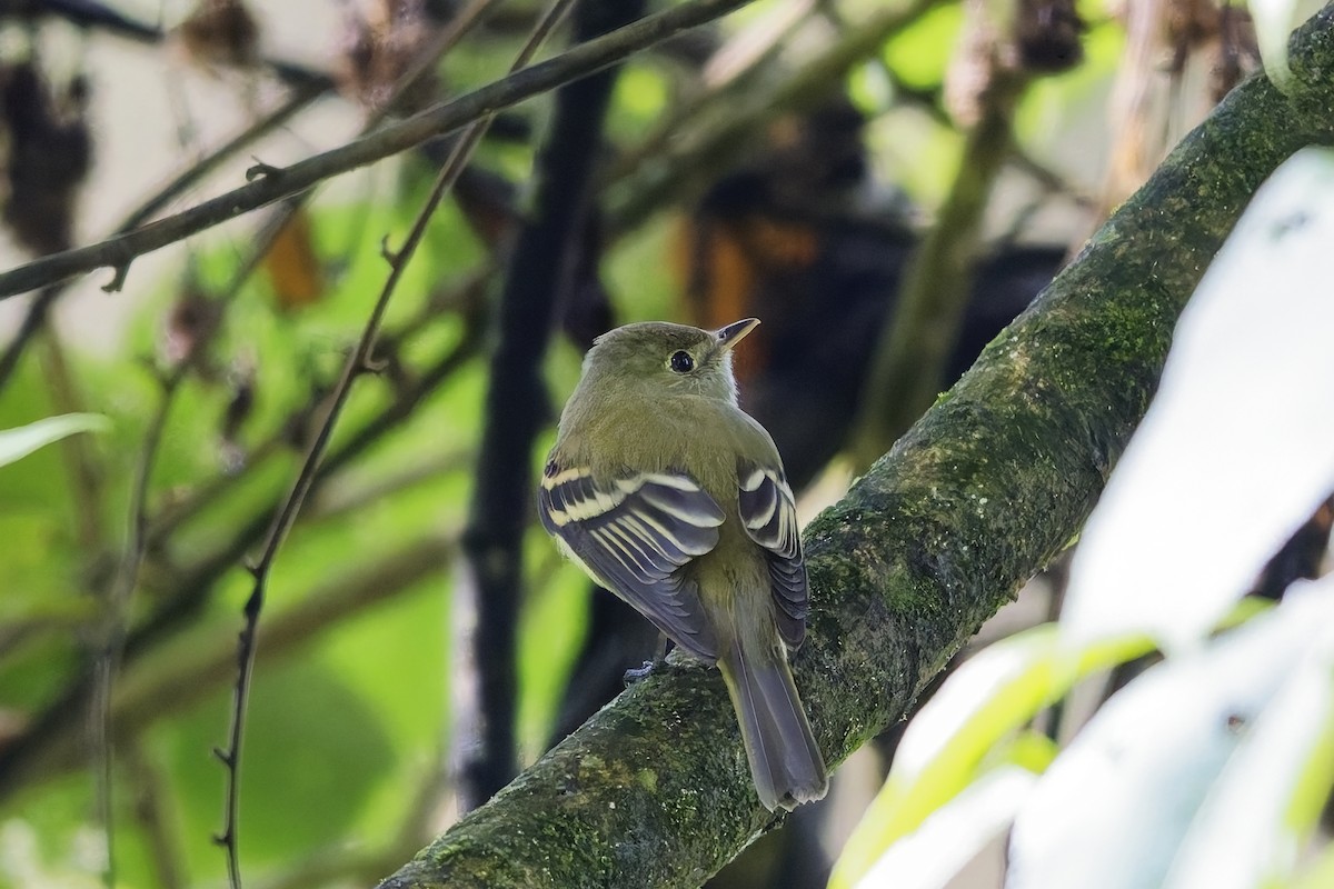 tyranovec zelenavý - ML646752315