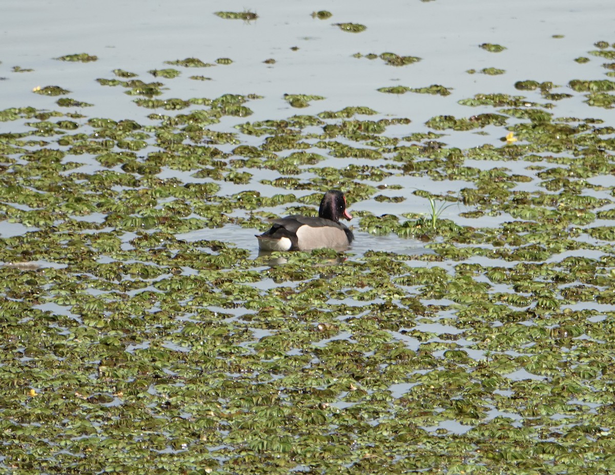 Rosy-billed Pochard - ML646752316