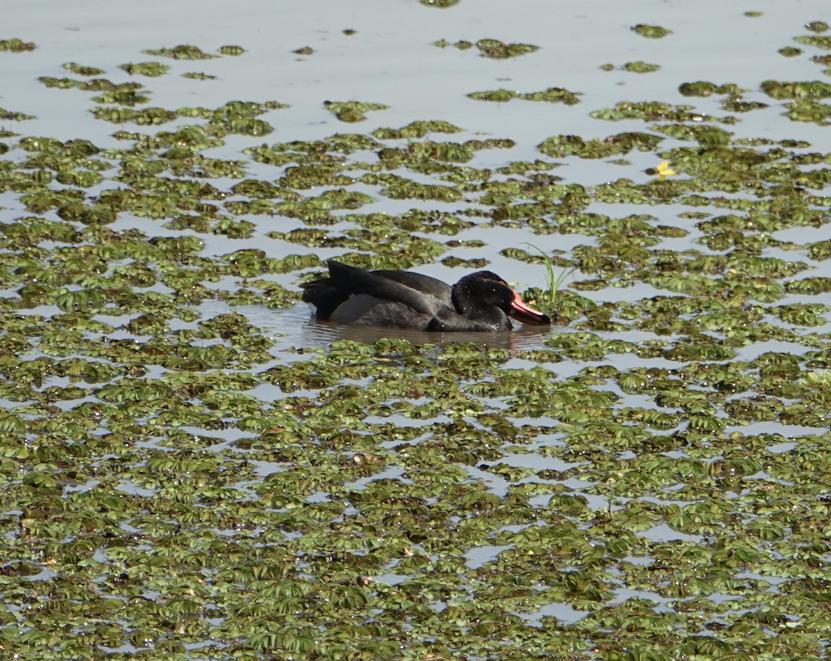Rosy-billed Pochard - ML646752317