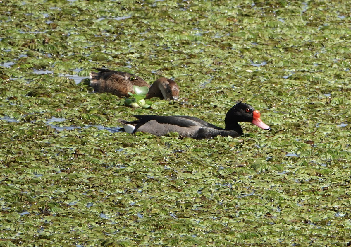 Rosy-billed Pochard - ML646752319