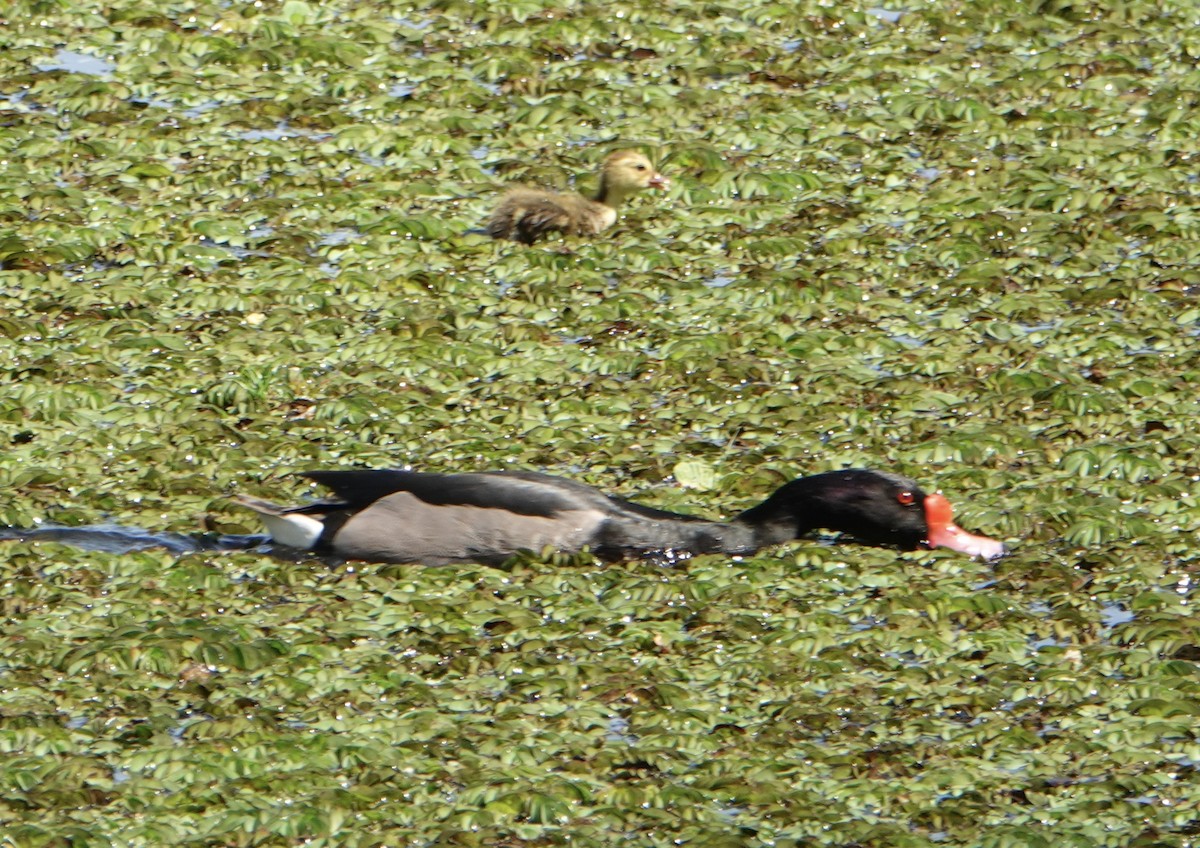 Rosy-billed Pochard - ML646752320