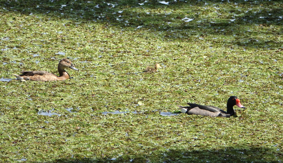 Rosy-billed Pochard - ML646752321