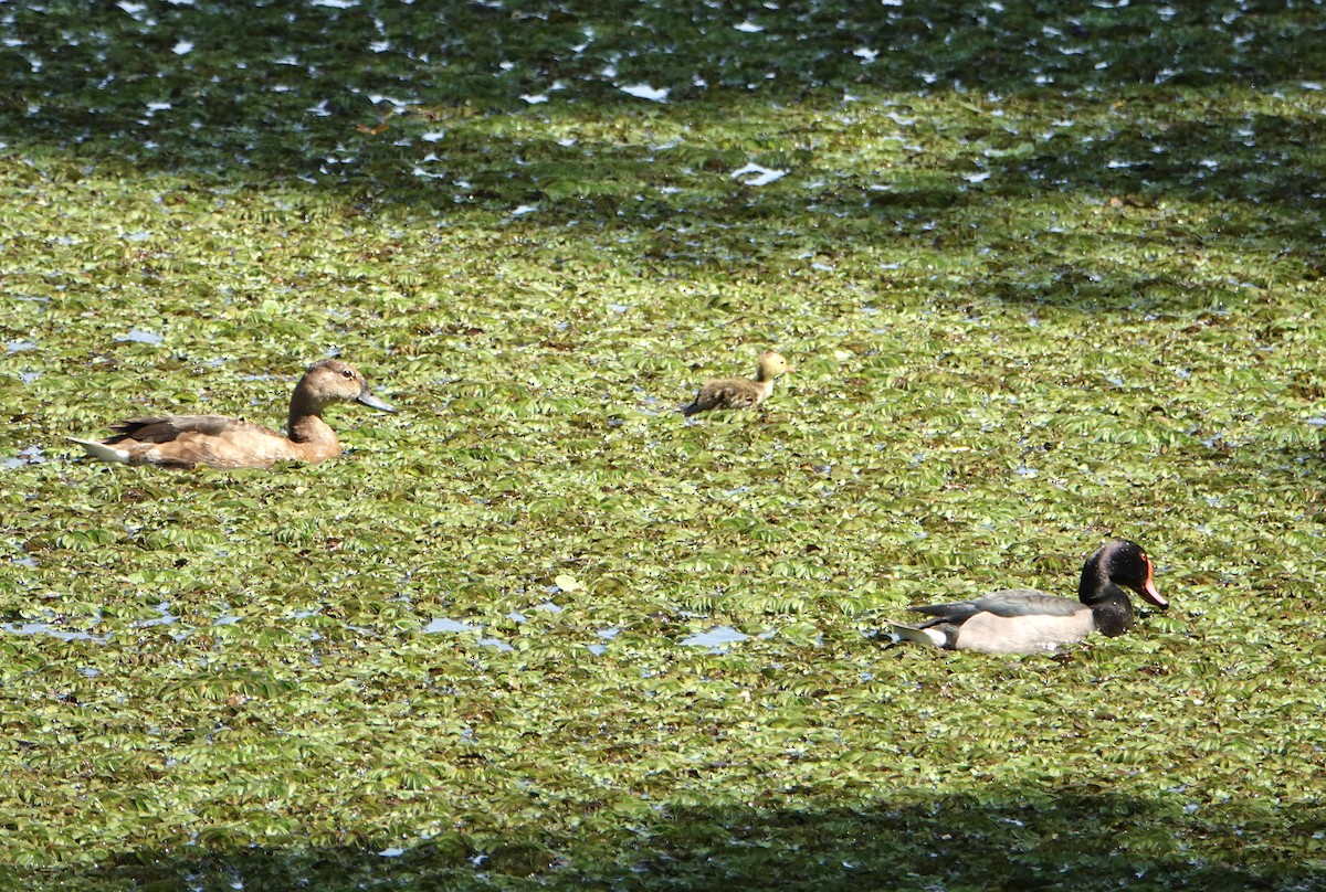Rosy-billed Pochard - ML646752322
