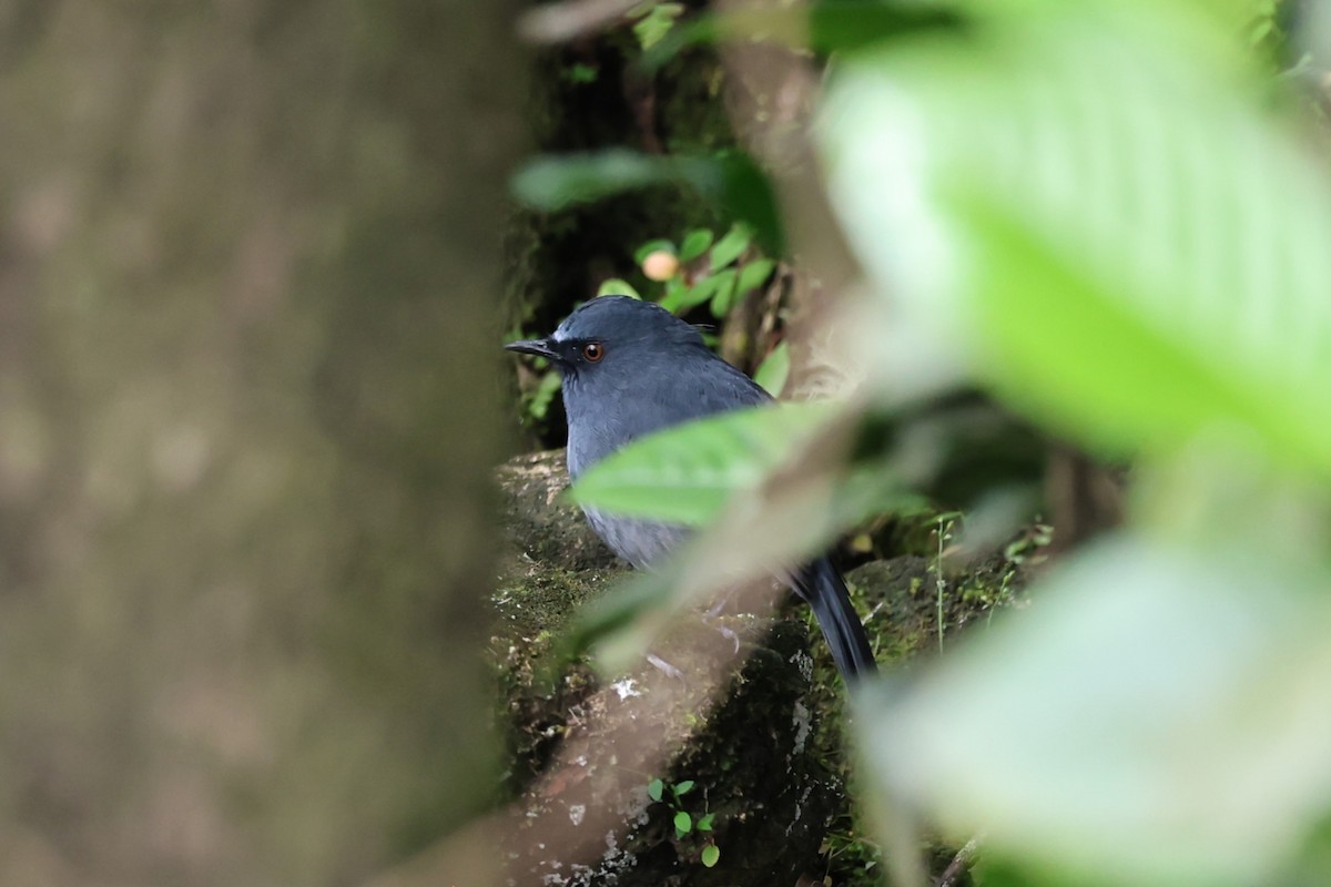 White-bellied Sholakili - ML646752323