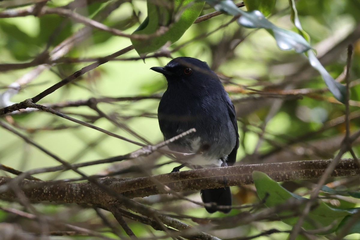 White-bellied Sholakili - ML646752324