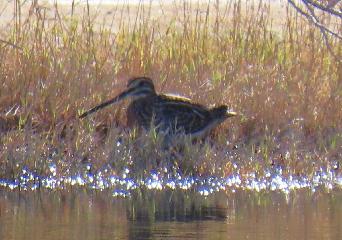 Wilson's Snipe - ML646752325