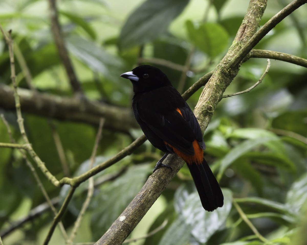 rødgumptanagar - ML646752326