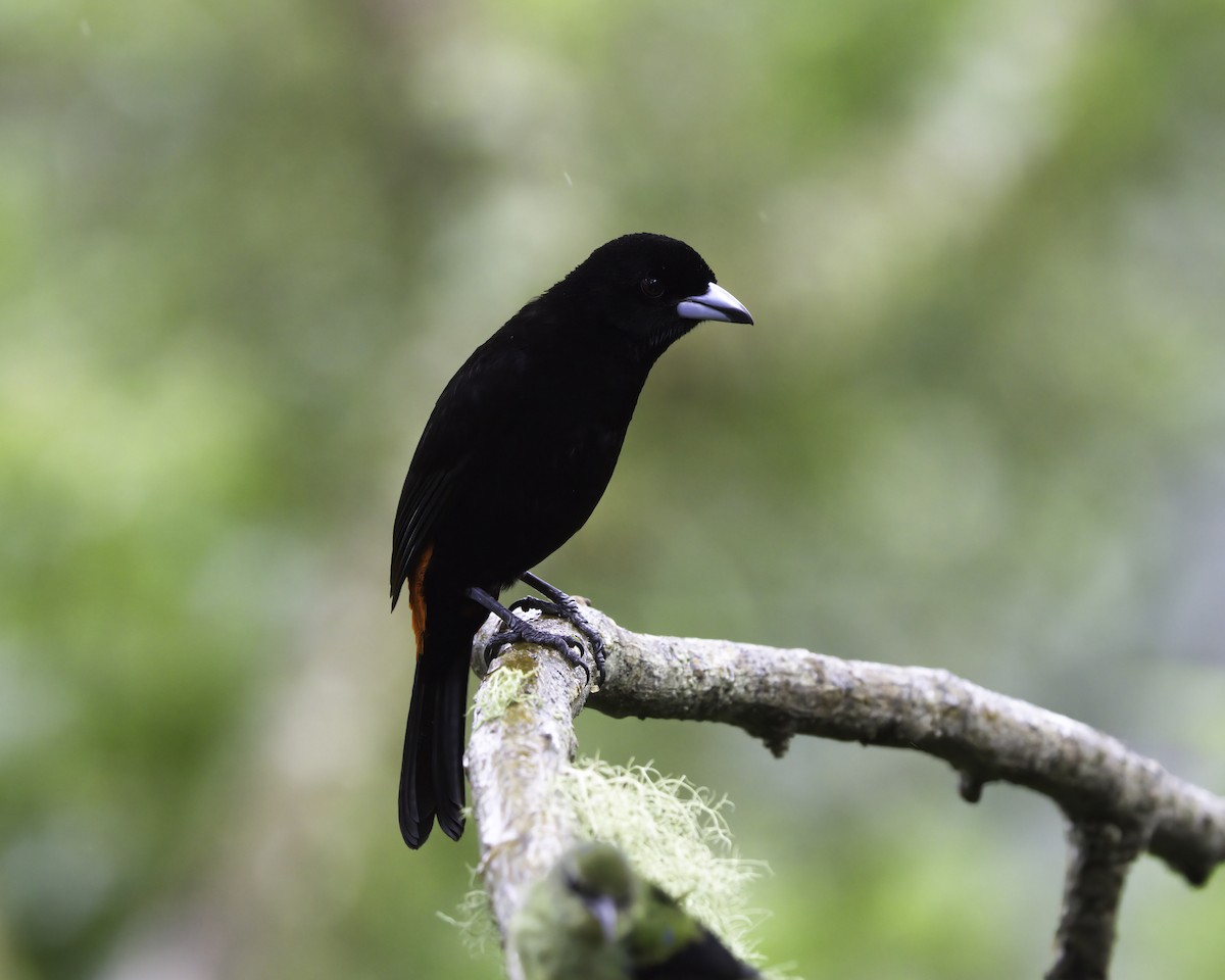 rødgumptanagar - ML646752327