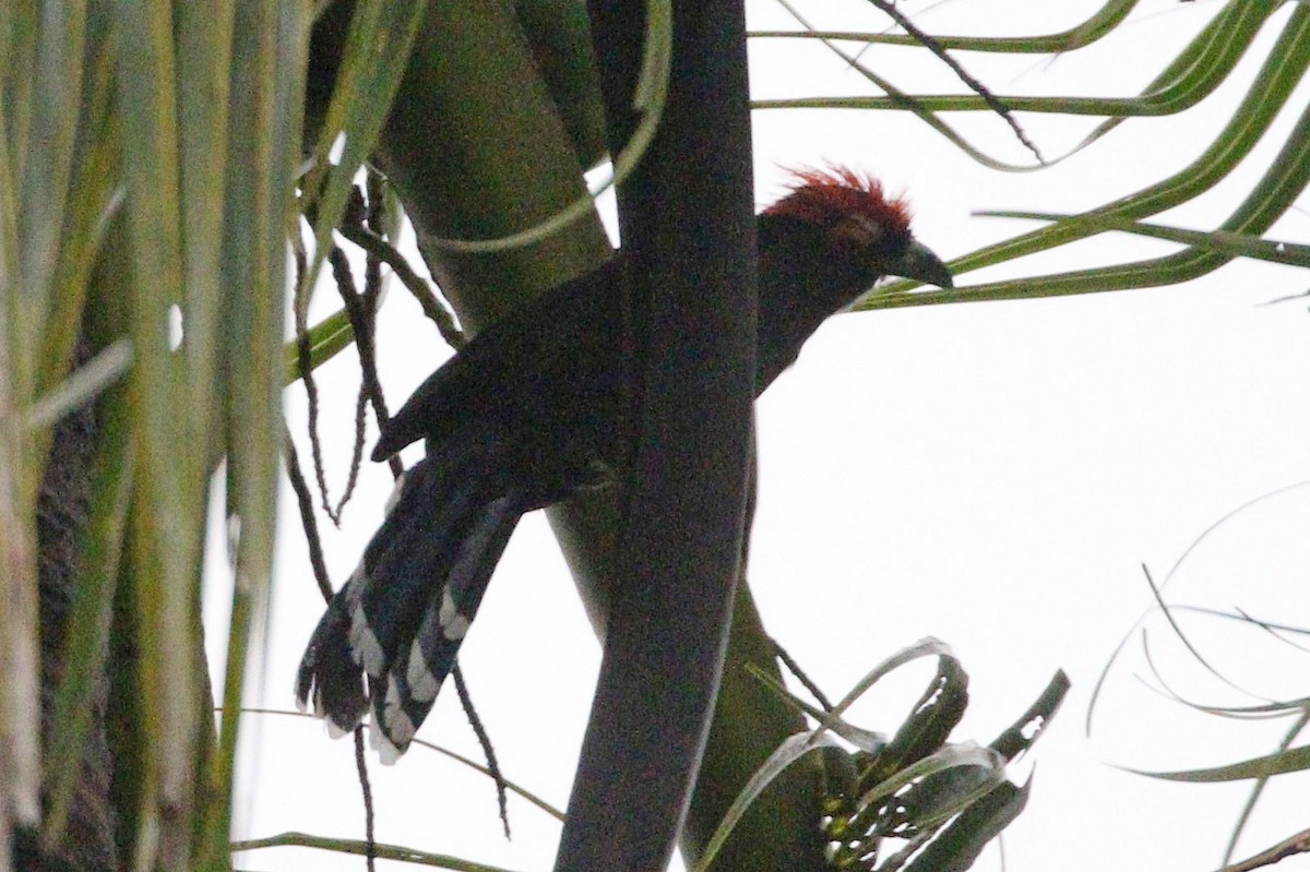 Red-crested Malkoha - ML646752328