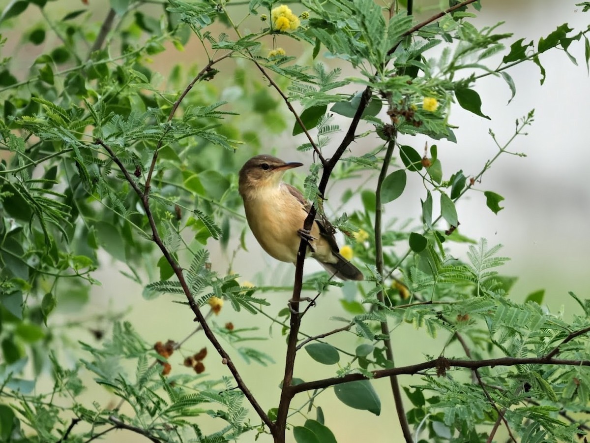 Clamorous Reed Warbler - ML646752329