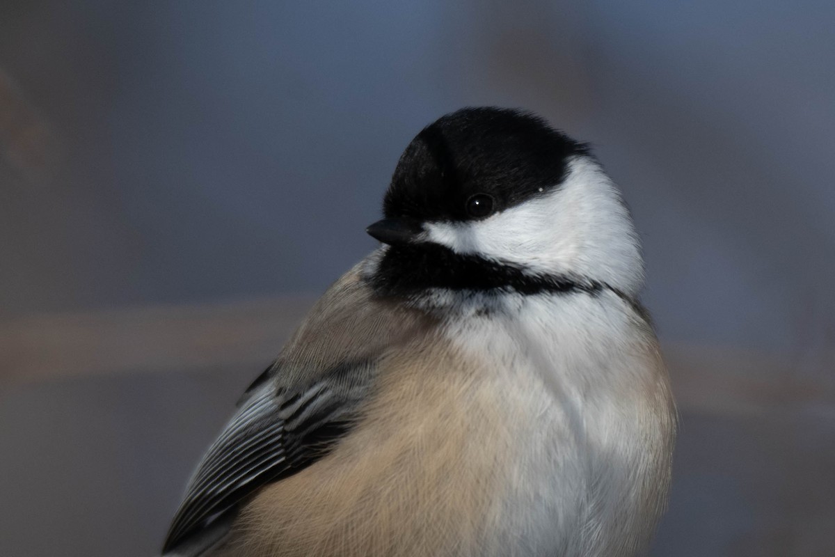 Гаїчка світлокрила - ML646752330