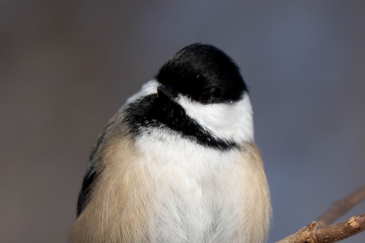 Гаїчка світлокрила - ML646752331