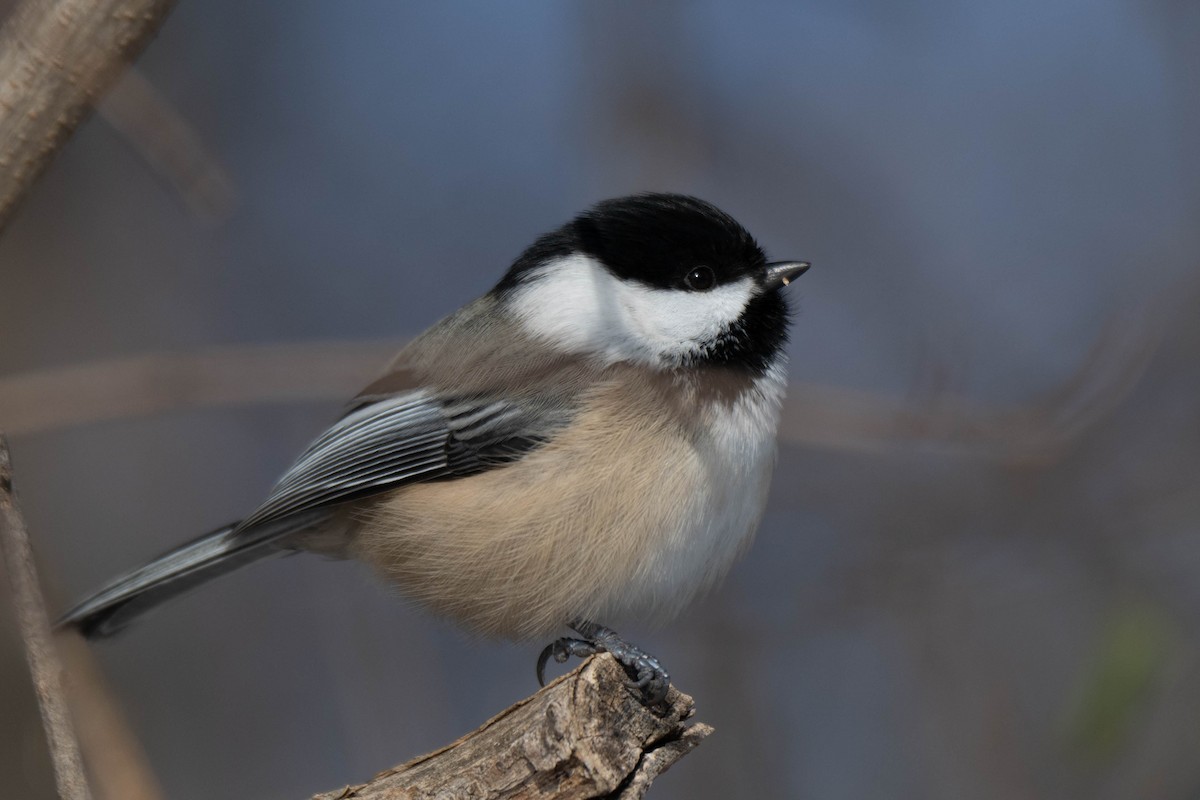 Гаїчка світлокрила - ML646752332