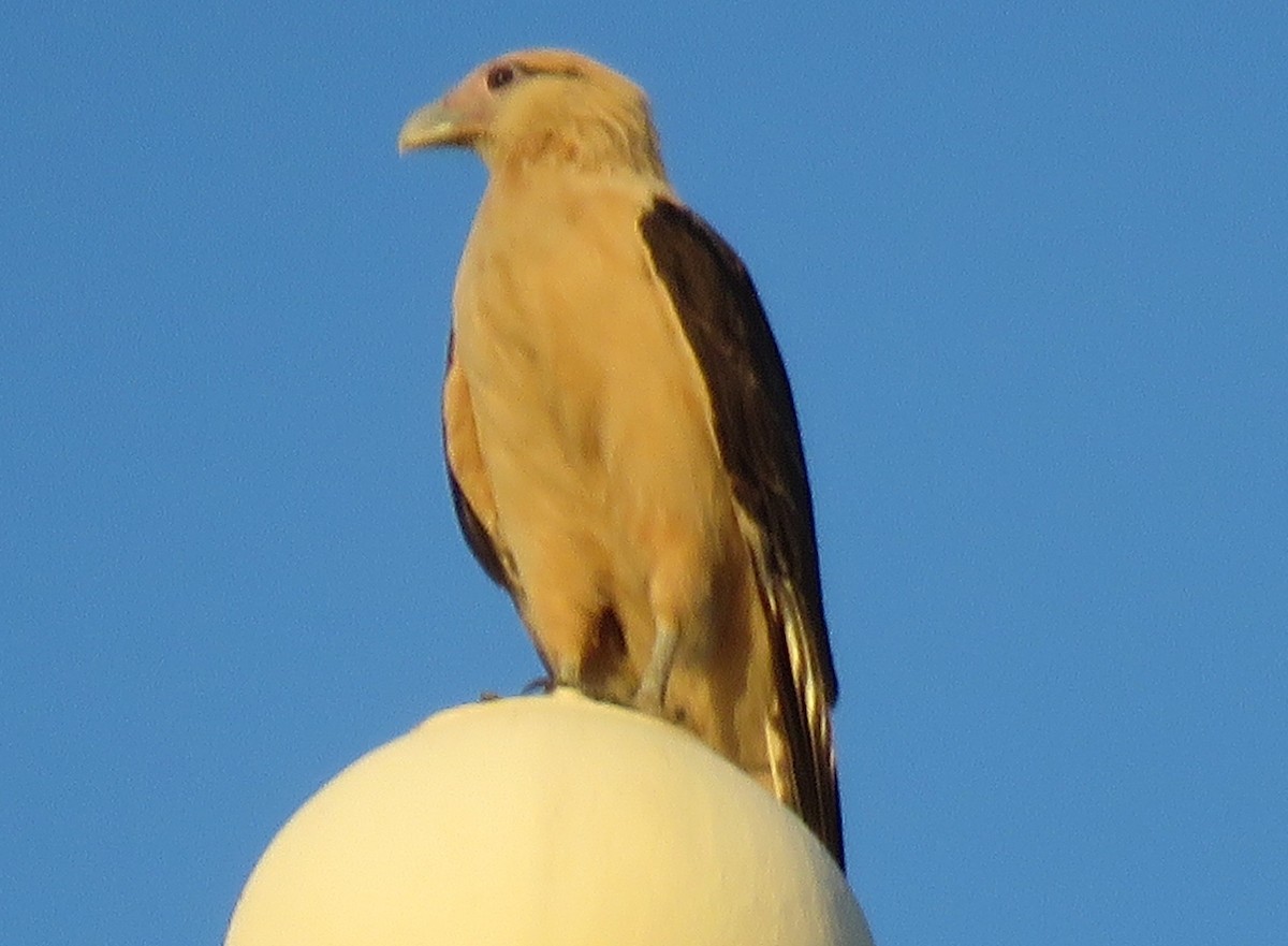Yellow-headed Caracara - ML646752333
