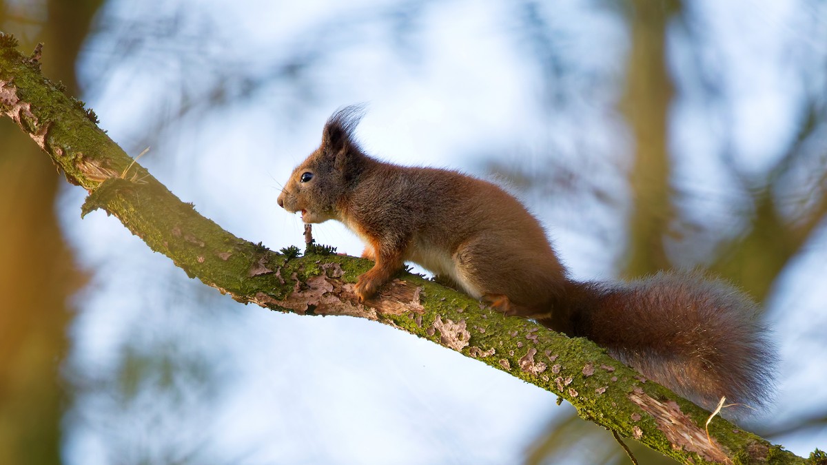 Animali - ML646752334