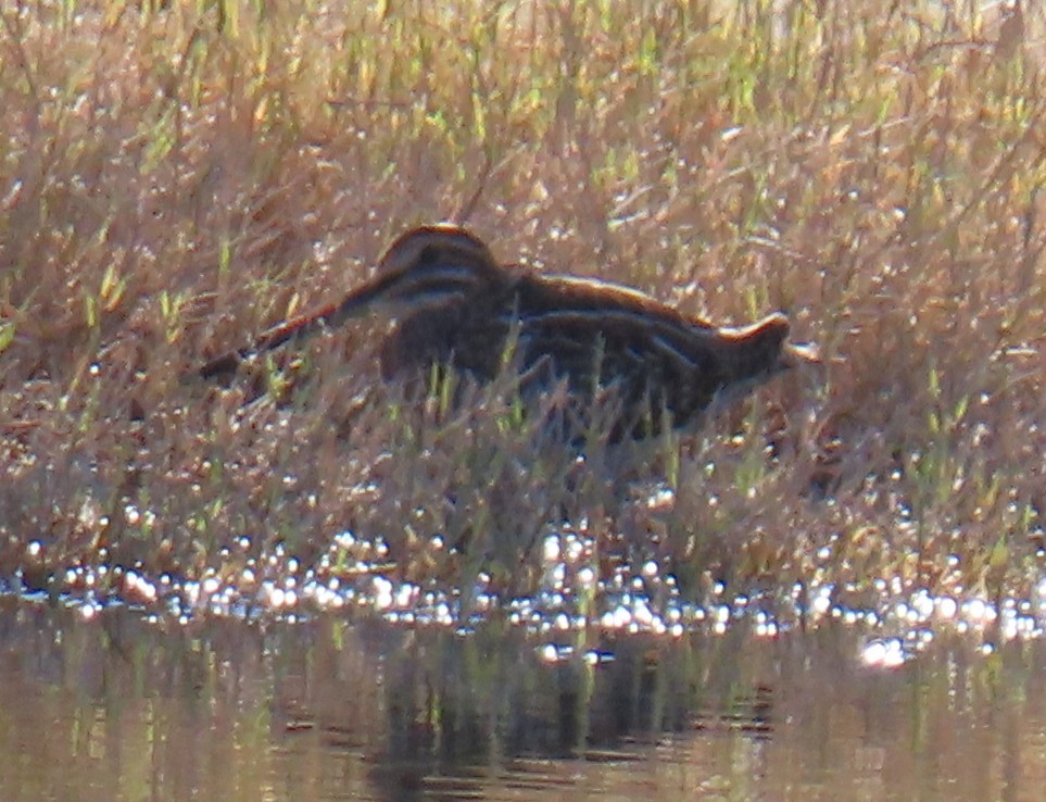 Wilson's Snipe - ML646752339