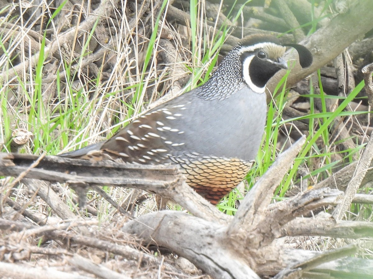 Galeper kaliforniarra - ML646752340