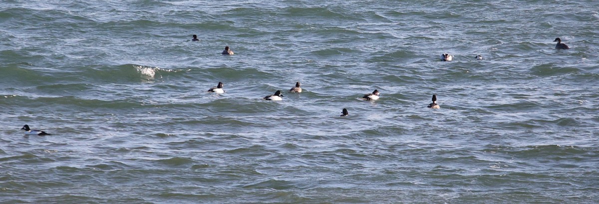 Common Goldeneye - ML646752341