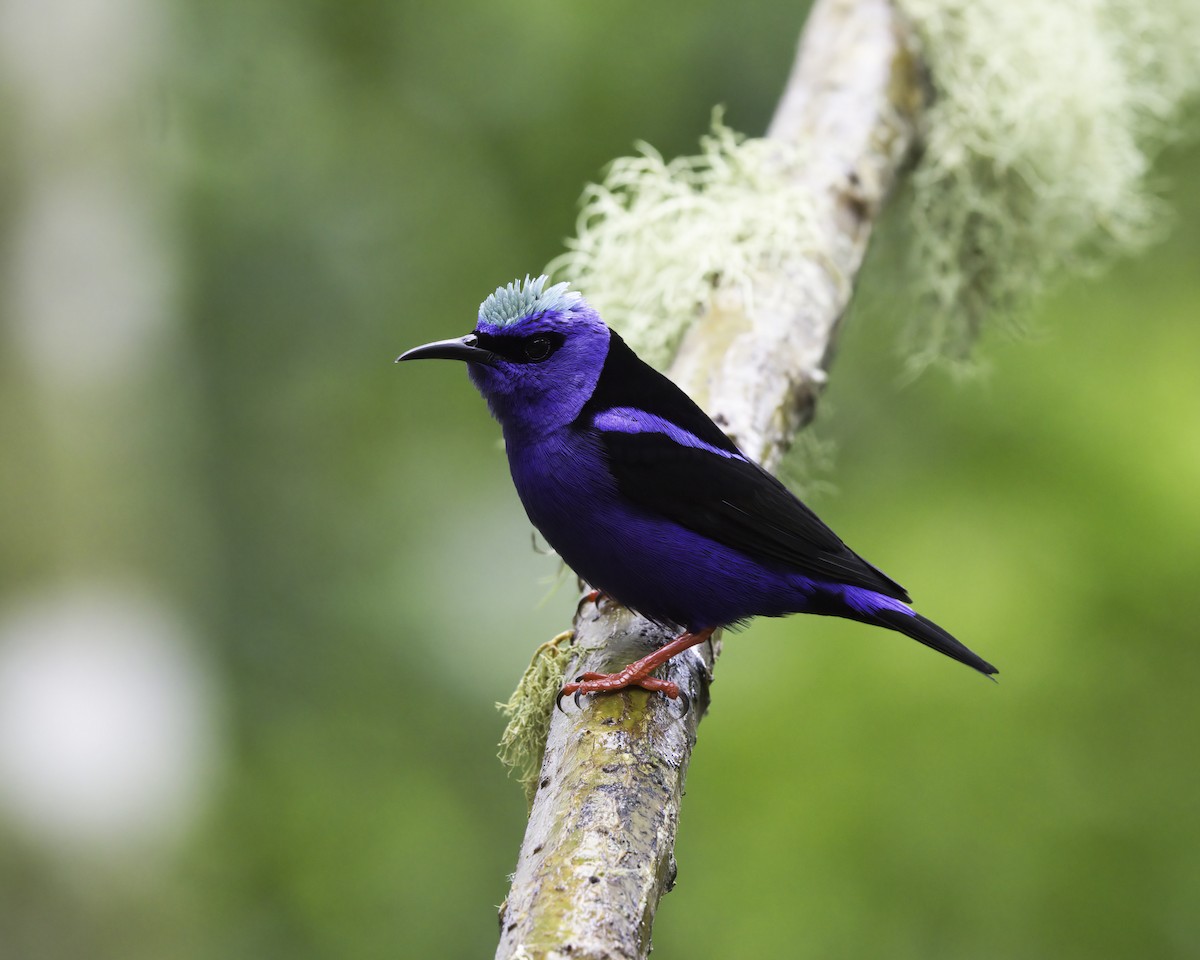 rødbeinhonningkryper - ML646752342