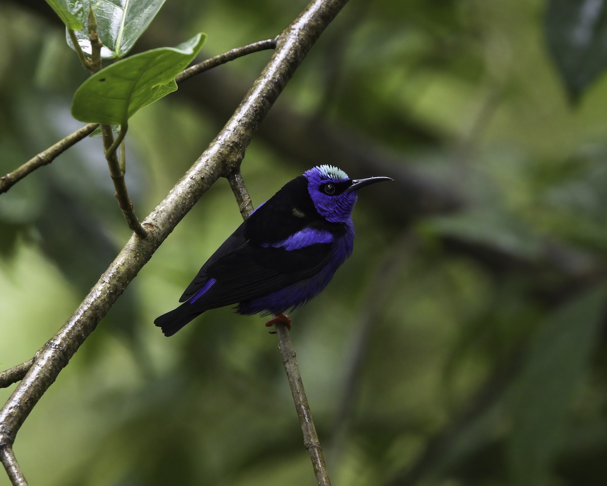 rødbeinhonningkryper - ML646752343