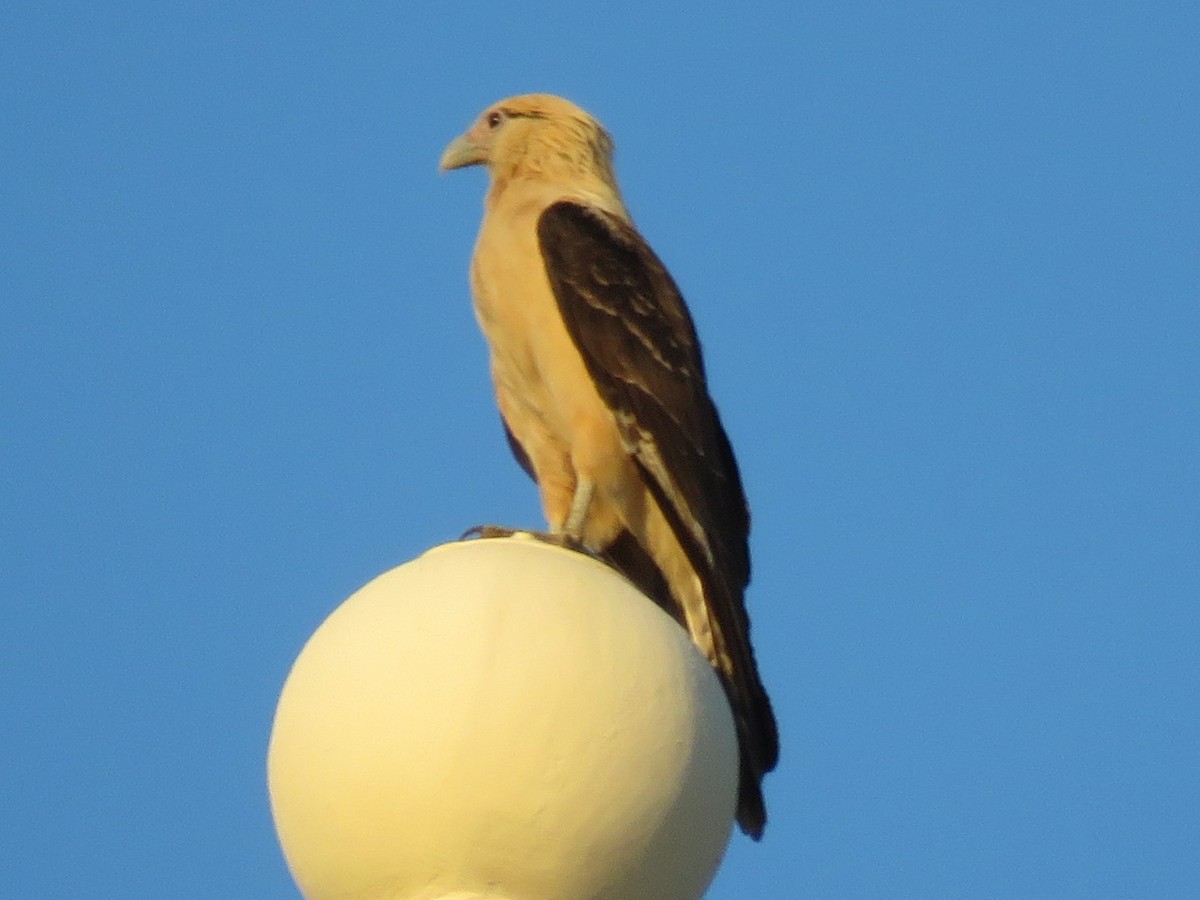 Yellow-headed Caracara - ML646752344