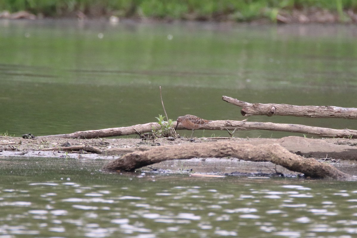 Short-billed Dowitcher - ML646752345