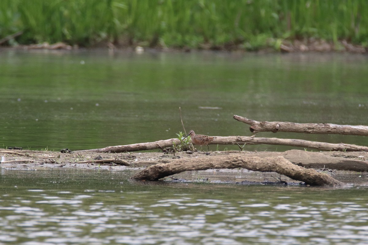 Short-billed Dowitcher - ML646752346