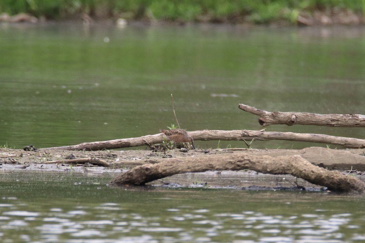 Short-billed Dowitcher - ML646752348