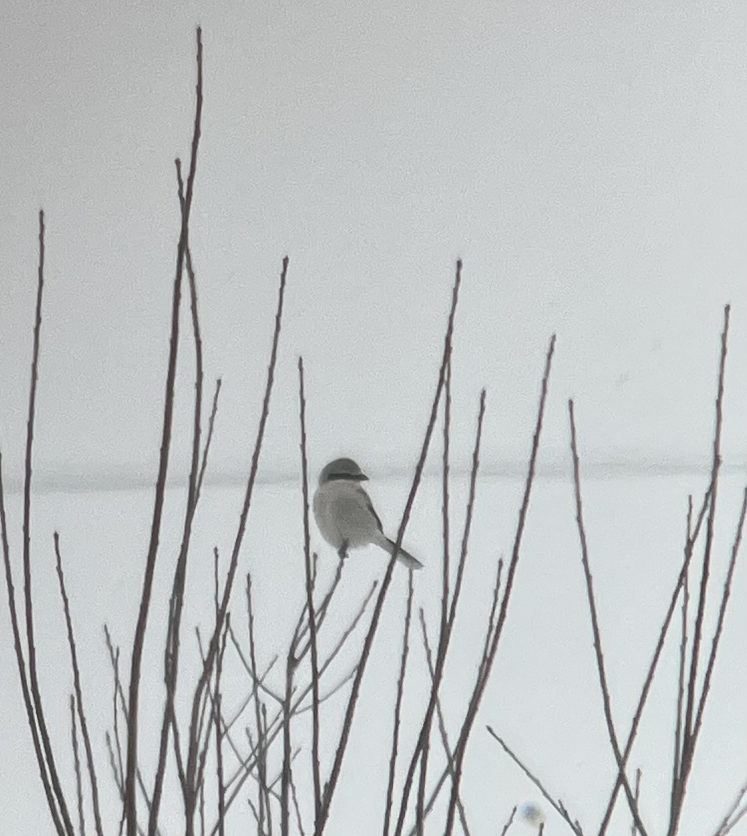 borealvarsler - ML646752349