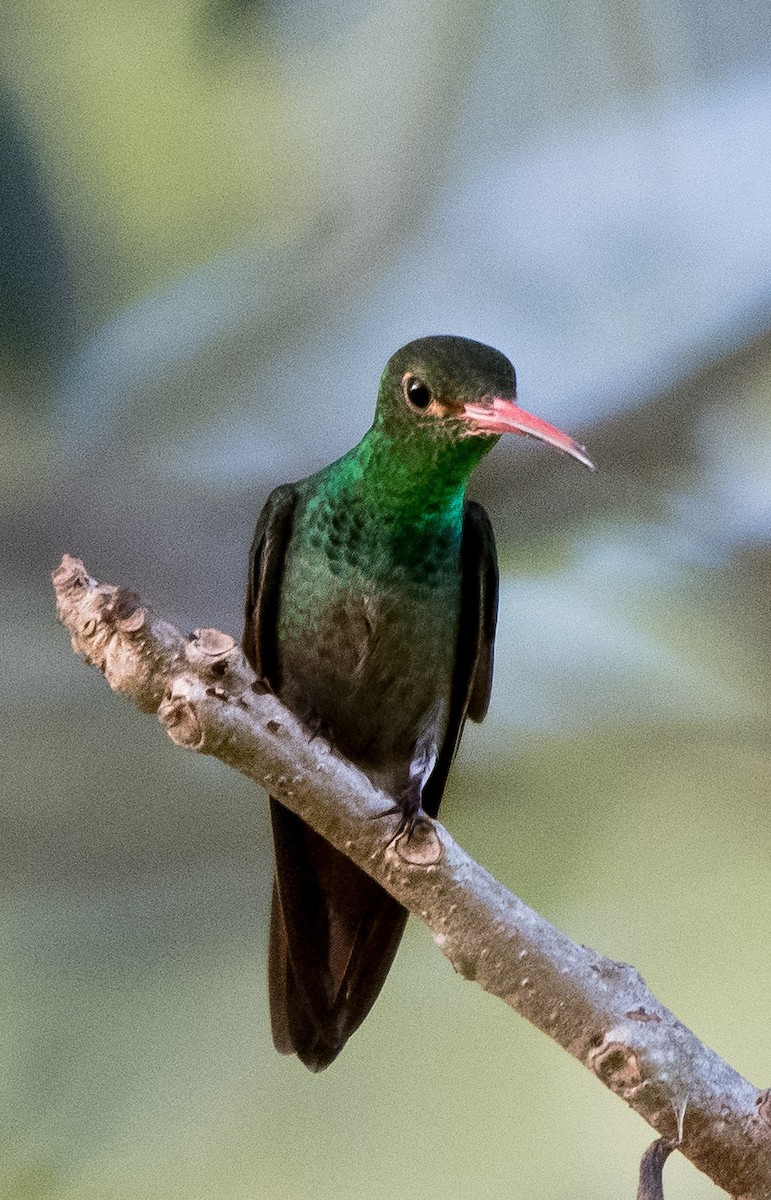 ハイバラエメラルドハチドリ（tzacatl グループ） - ML646752351